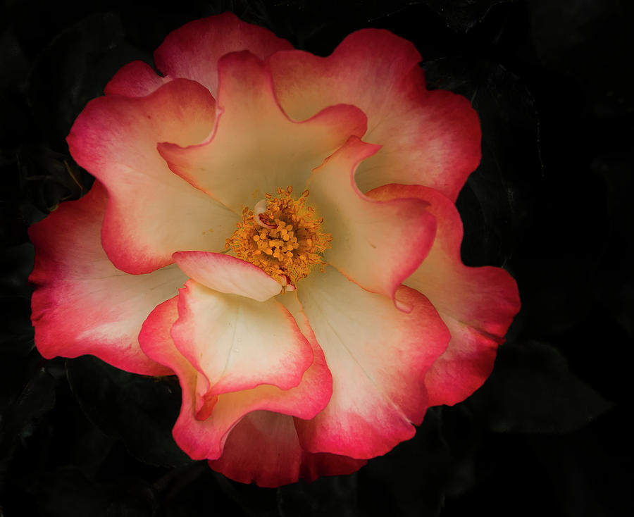 Two Toned Rose Photograph by Jean Noren