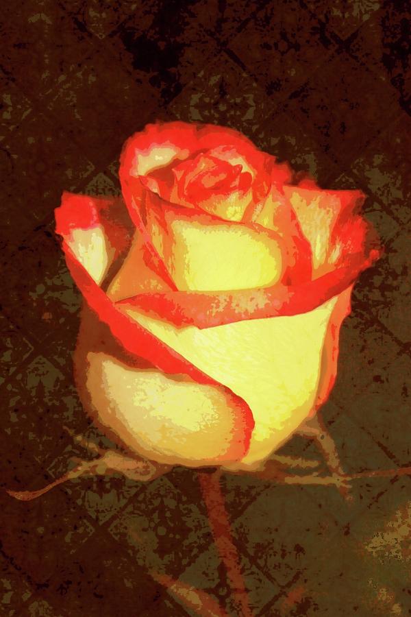 Two Toned Textured Rose Photograph by Cathie Tyler | Fine Art America