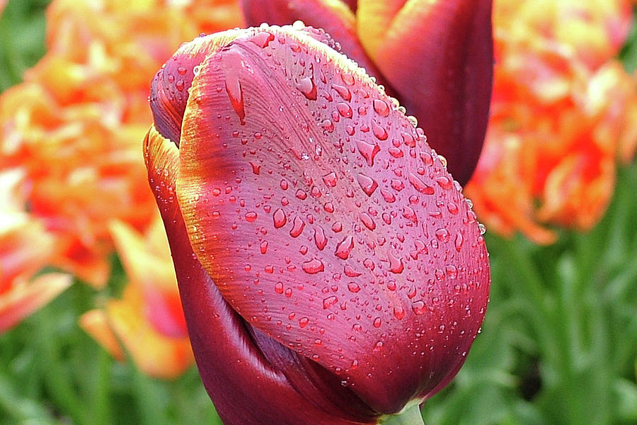 Two toned tulip  Photograph by Martina Fagan