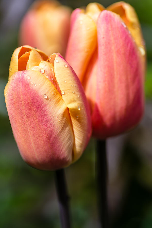 Two Toned Tulips  Photograph by Martina Fagan