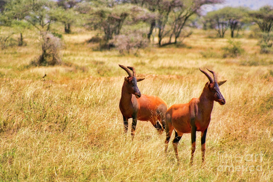 Two Topi Antelopes Photograph by Bruce Block