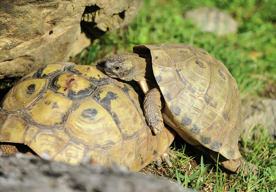 Two tortoises playing in the grass Photograph by Stefan Rotter - Fine ...