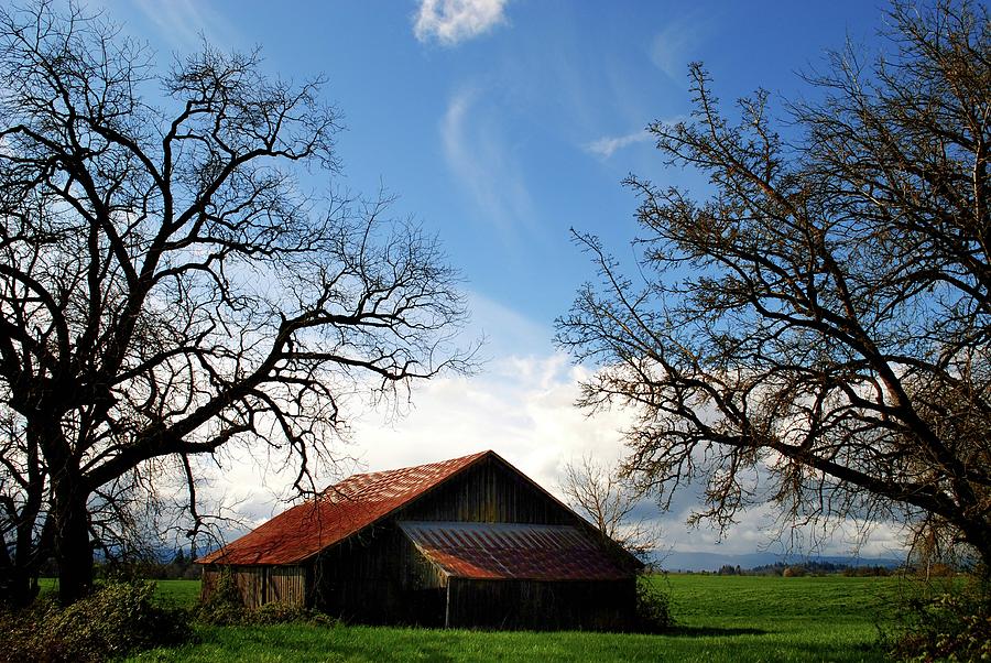 Two Trees Barn Photograph by Jerry Sodorff