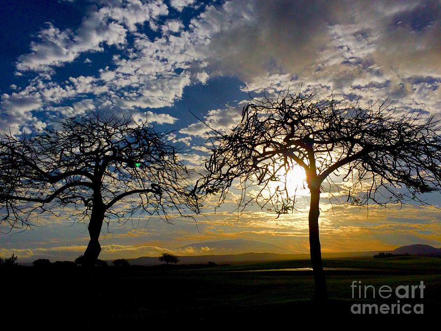 Two Trees Photograph by Bette Phelan