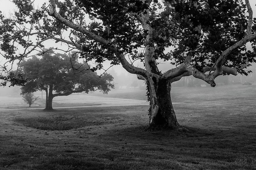 Tree Photograph - Two Trees Colt State Park by David Gordon