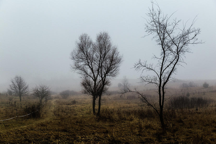 Two Trees In The Fog by Pete Hendley Two Trees In The Fog by Pete Hendley