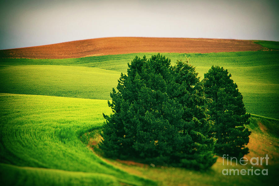 Two Trees In The Palouse Photograph