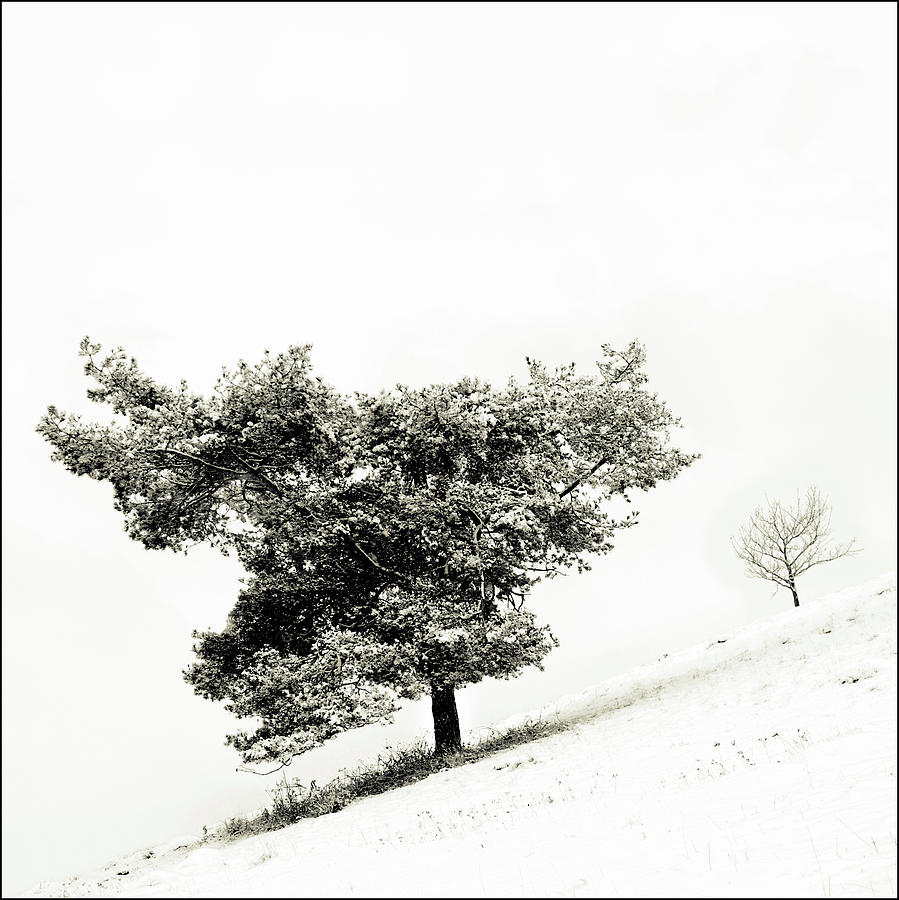 Winter Photograph - Two Trees in the Snow by Ella Matthews