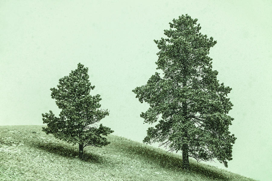 Two Trees in the Snow Photograph by Todd Klassy