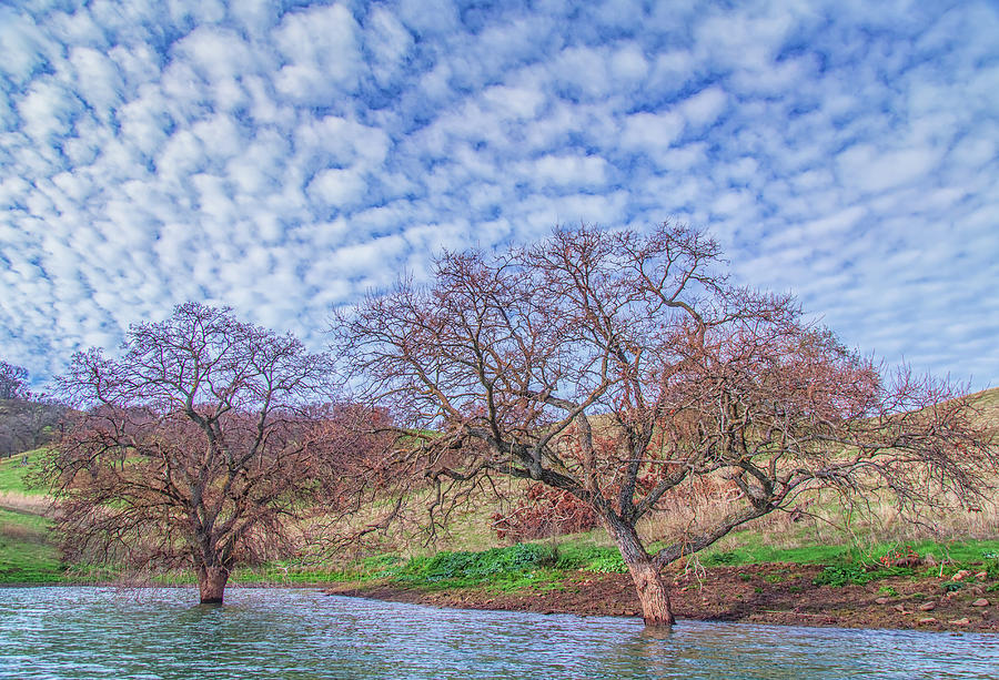 Two Trees in Water and Clouds Photograph by Marc Crumpler