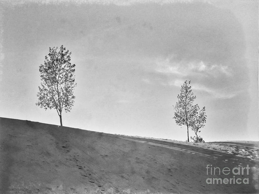 Indiana Dunes National Lakeshore Photograph - Two Trees on a Dune by Gary Richards