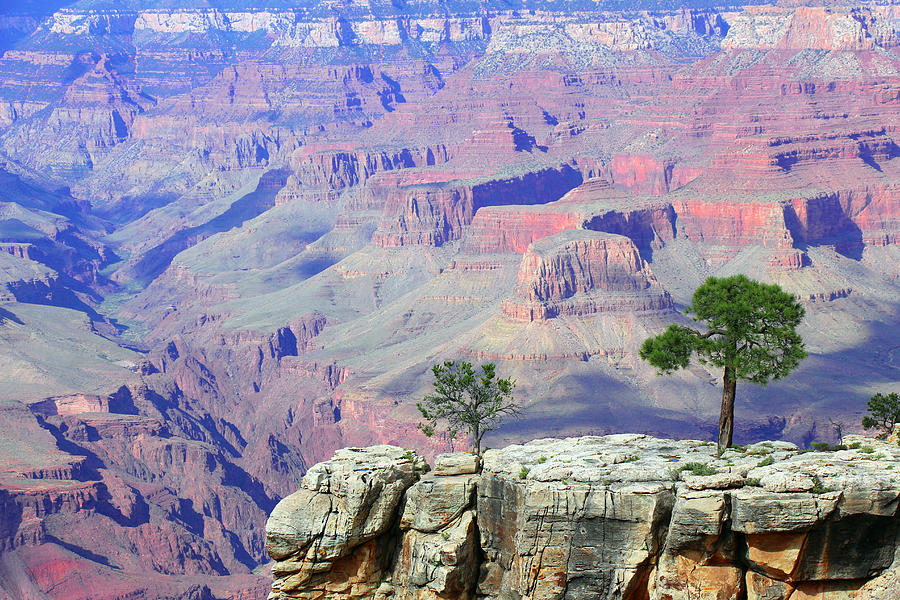 Grand Canyon National Park Photograph - Two Tree Rock by Iryna Goodall
