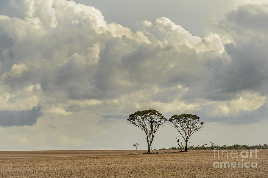 Two Trees Photograph by Werner Padarin