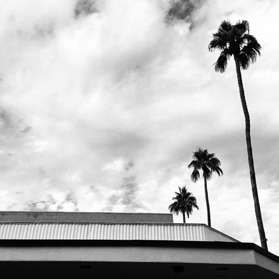 Minimalism Photograph - Two Trios. #trio #palmtrees #palms by Ginger Oppenheimer