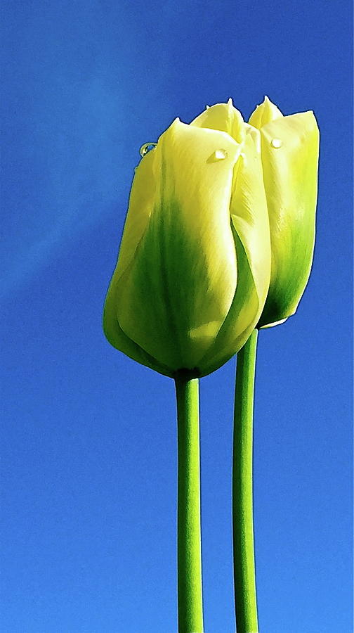 Two Tulips Against Blue Photograph