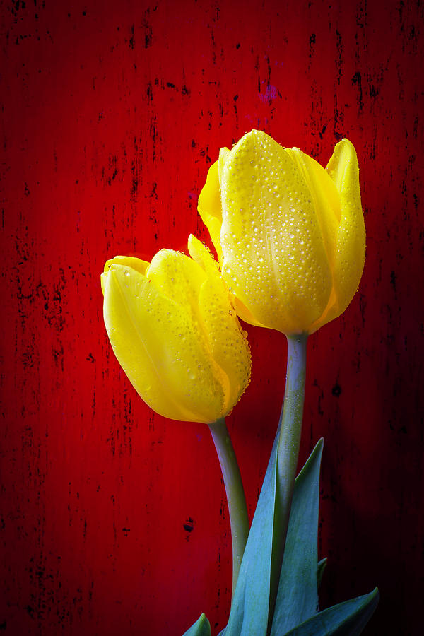 Two Tulips Against Red Wall Photograph by Garry Gay