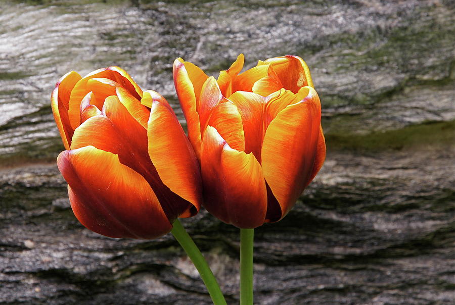 Two Tulips And Stone Photograph by Byron Varvarigos