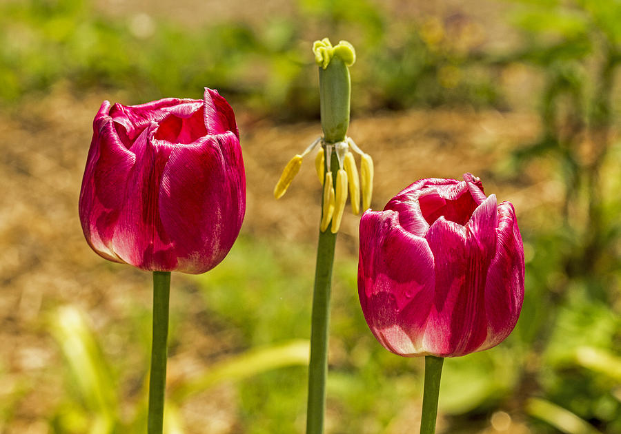 Two Tulips Photograph by Bob Slitzan