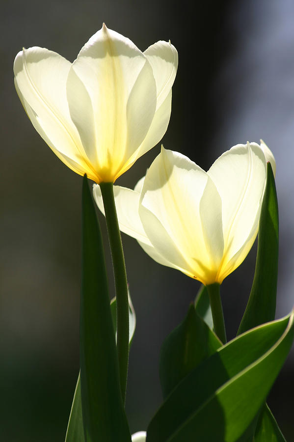 Two Tulips Photograph by Brook Burling