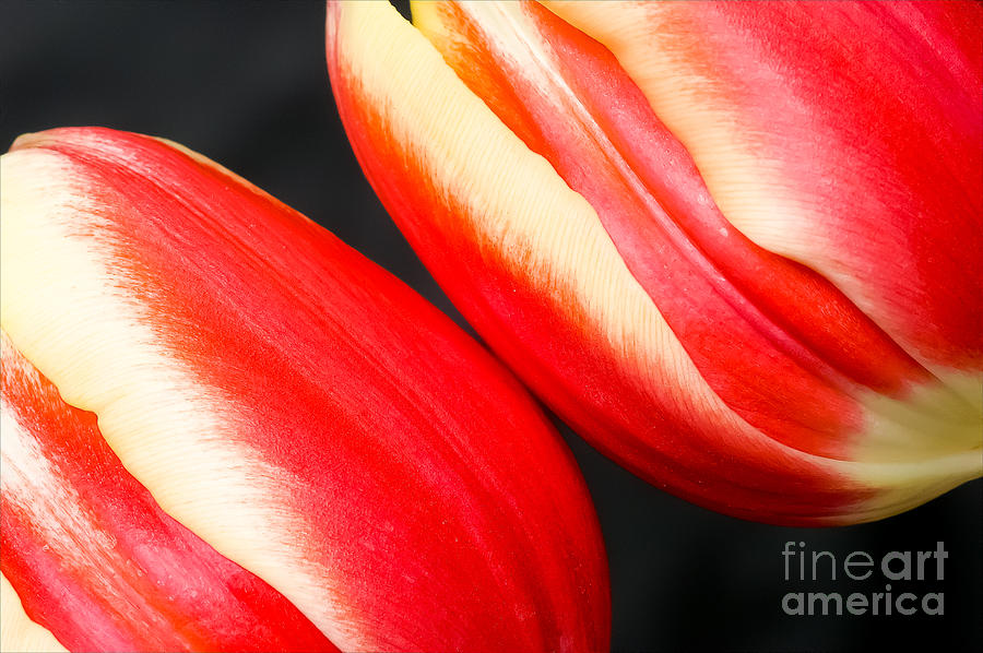 Two tulips Photograph by Colin Rayner