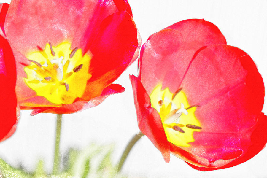Two Tulips Digital Art by David Stasiak