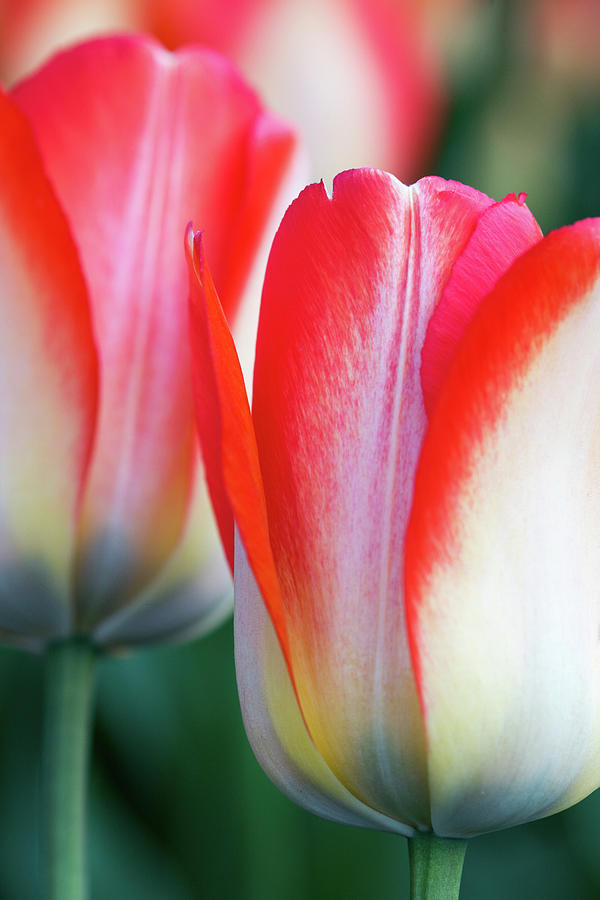 Two Tulips Photograph by Rebekah Zivicki