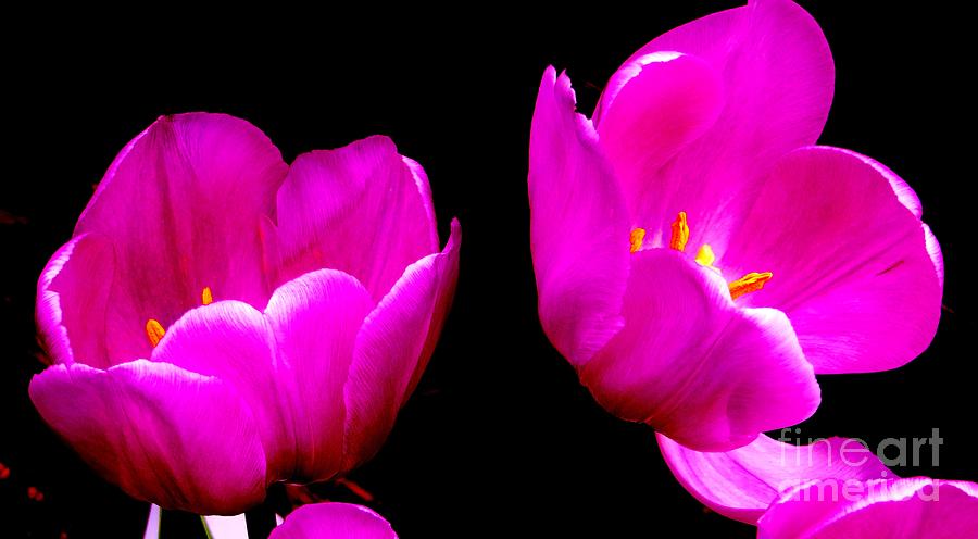 Two Tulips Photograph by Tim Townsend
