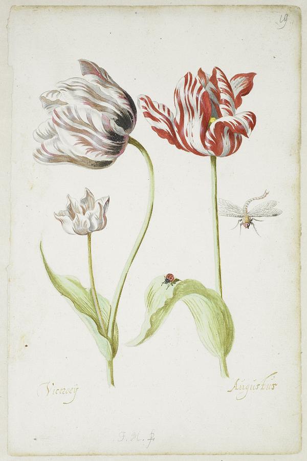 Two Tulips with Insects Painting by Jacob Marrel