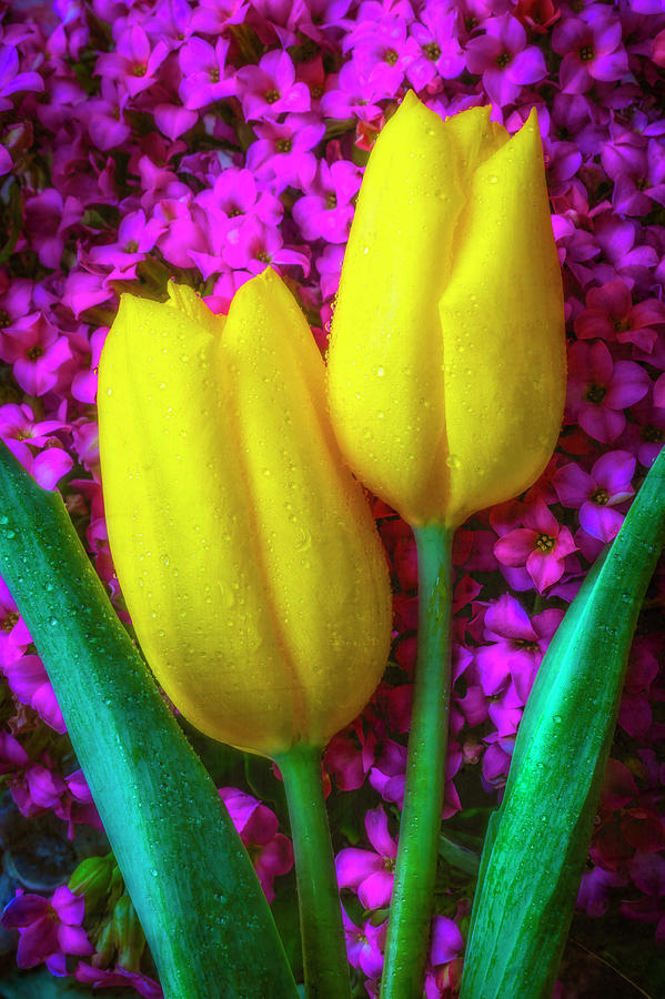 Two Tulips With kalanchoe Flowers Photograph by Garry Gay