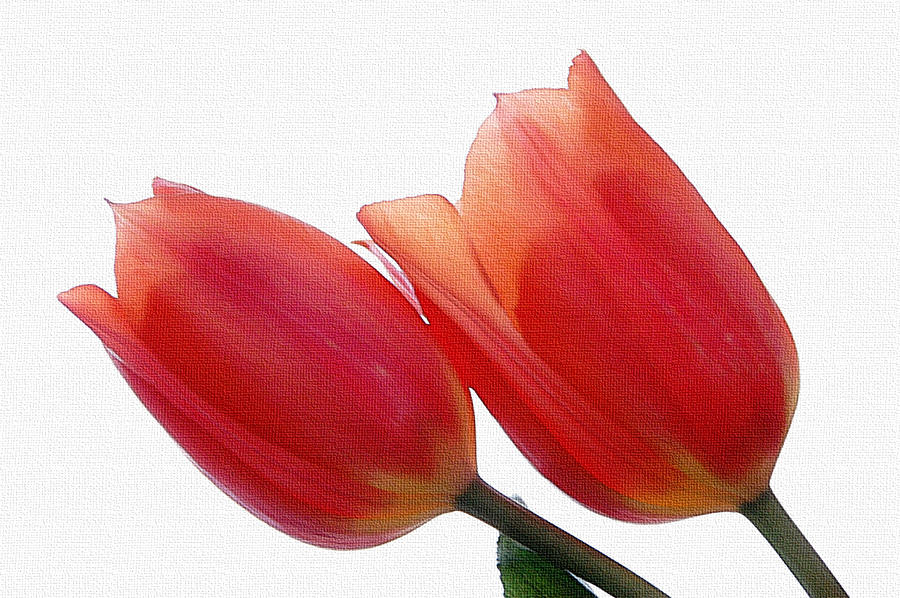 Two Tulips with Watercolour Effect Photograph by Marion McCristall
