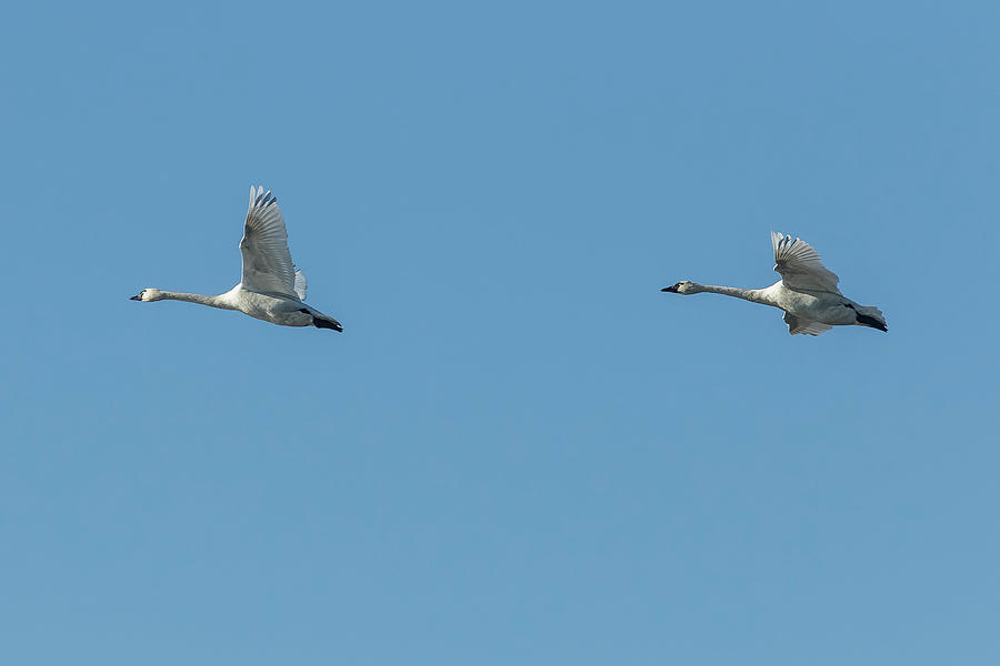 Two Tundra Swan Flying Photograph by Belinda Greb