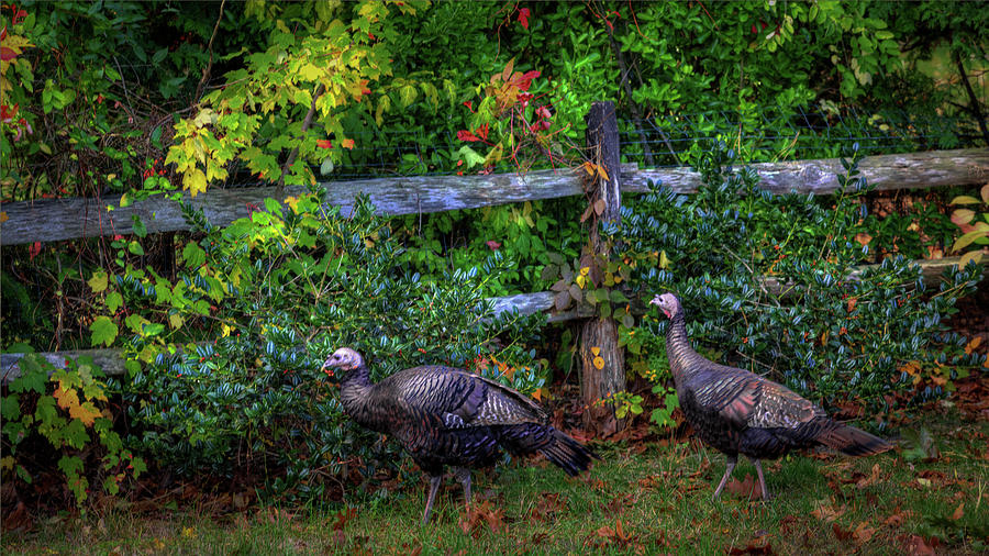 Two turkeys Photograph by Steve Gravano