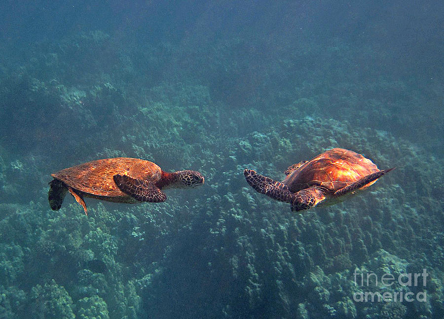 Hawaiian Sea Turtles Photograph - Two Turtle Tango by Bette Phelan
