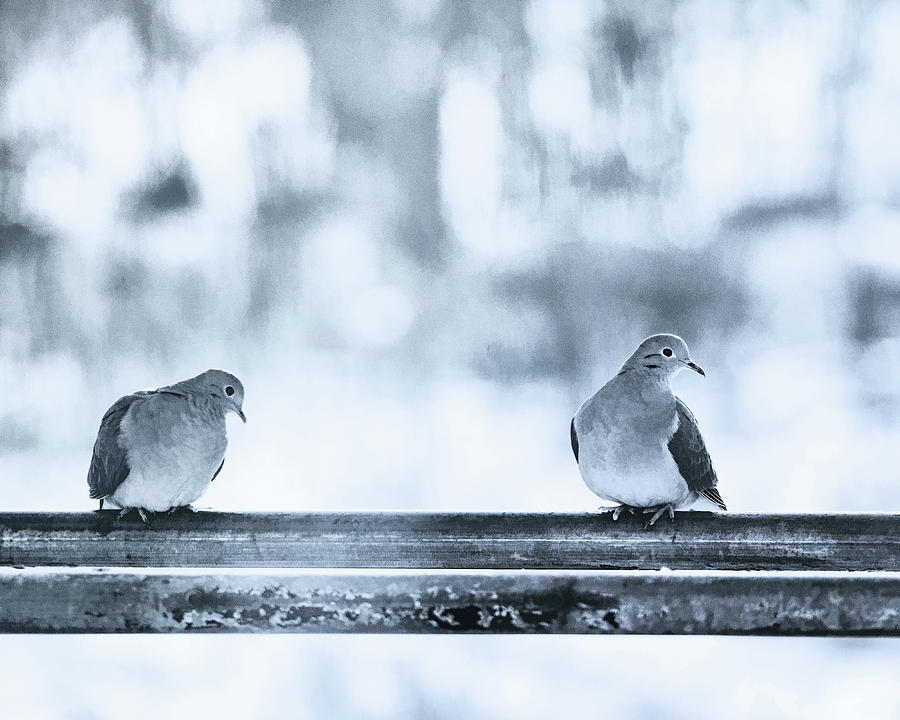 Two Turtledoves Photograph by Sue Capuano