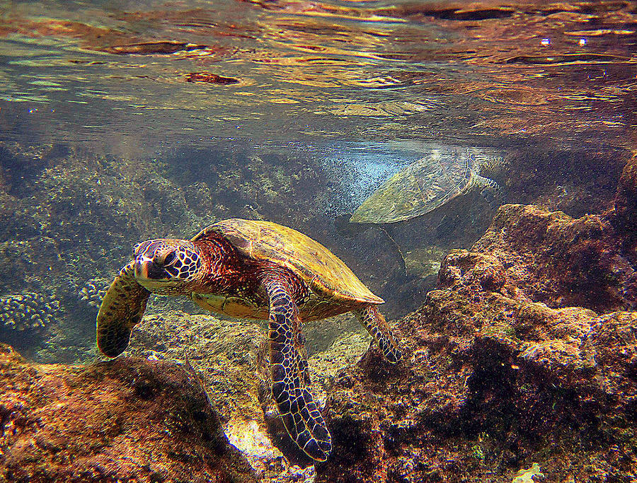 Hawaiian Sea Turtle Photograph - Two Turtles by Bette Phelan