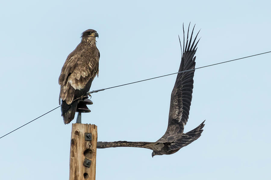 Two Views of a Juvenile Bald Eagle Photograph by Belinda Greb