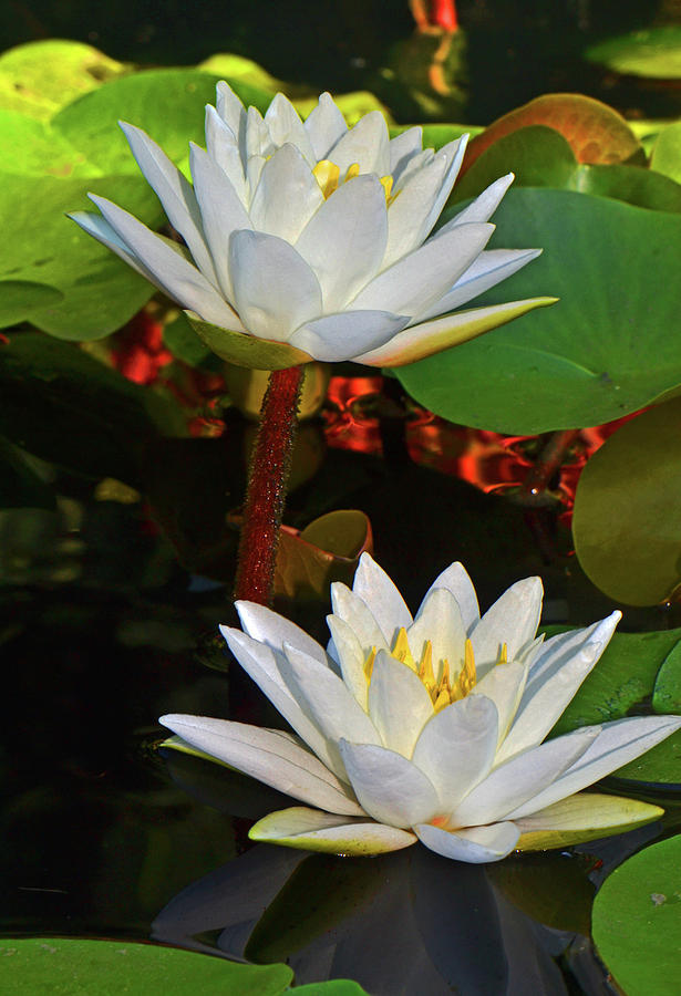 Two Water Lilies 004 Photograph by George Bostian