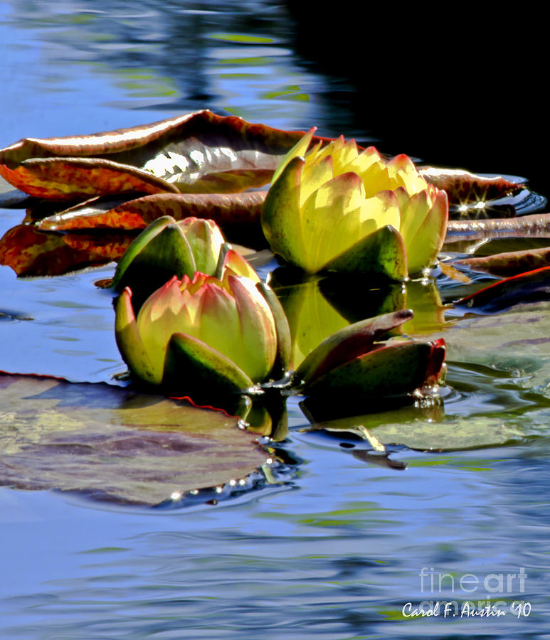 Two Water Lilies Photograph by Carol F Austin