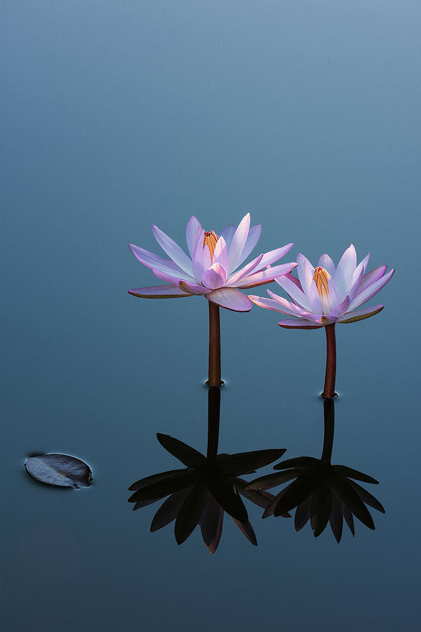 Two Water Lilies - Portrait Photograph by Dennis Kowalewski