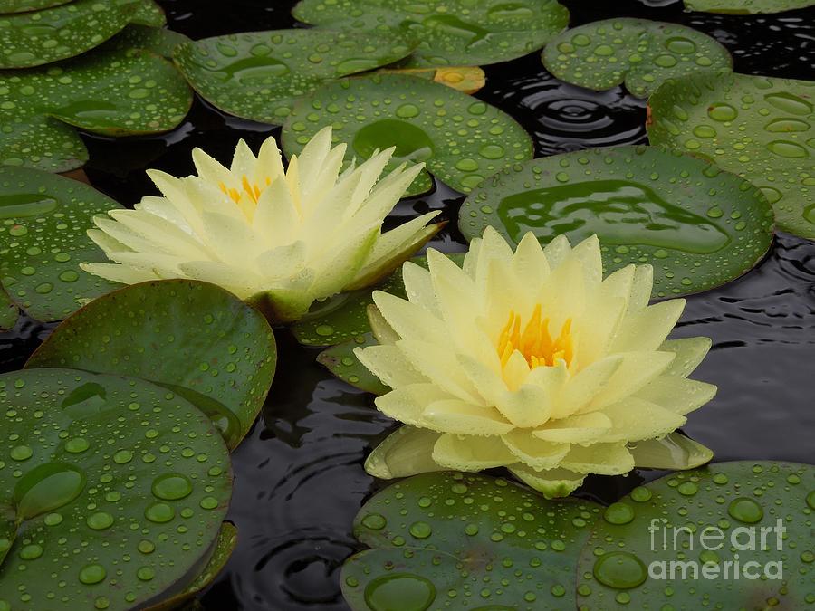 Two Water Lilies In The Rain Photograph by Chad and Stacey Hall