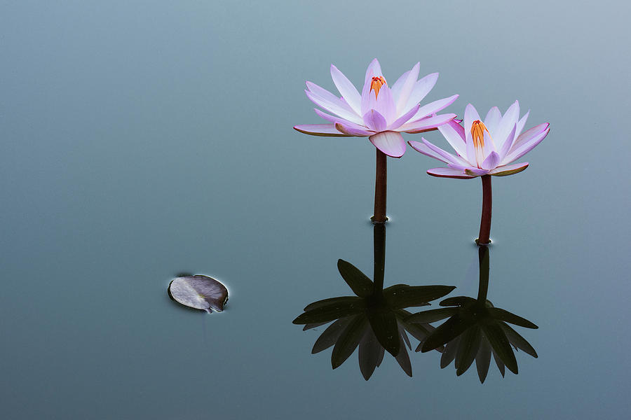 Two Water Lilies - Landscape Photograph by Dennis Kowalewski