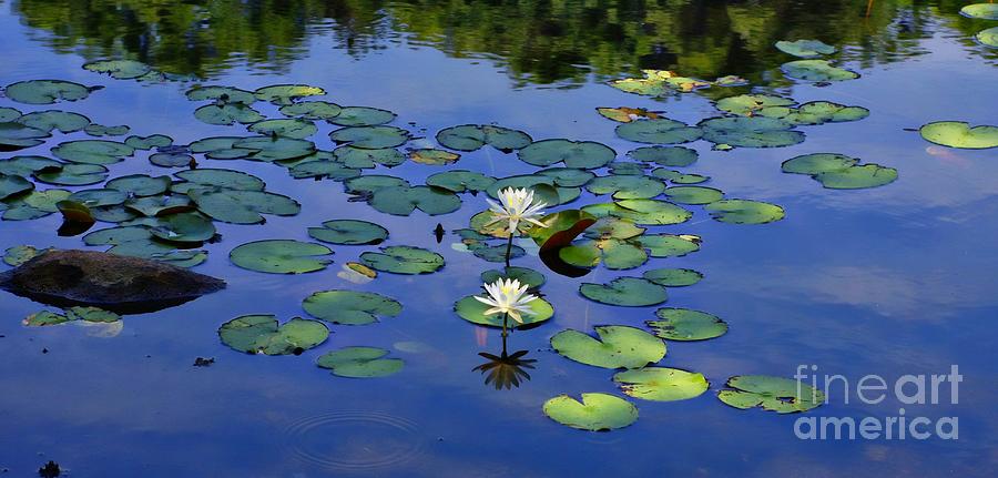 Two Water Lilies Photograph by Marcia Lee Jones