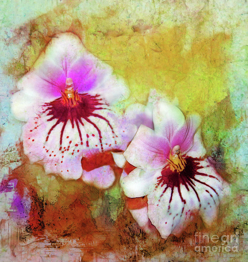 Two Watercolor Orchids Photograph by Judi Bagwell