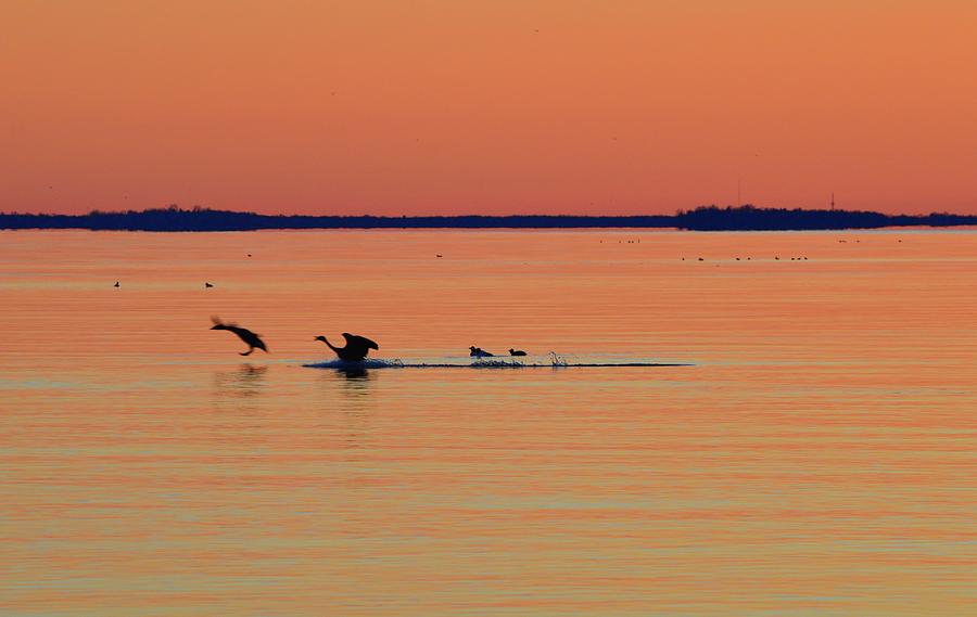 Two Waterfowl Landing  Photograph by Lyle Crump