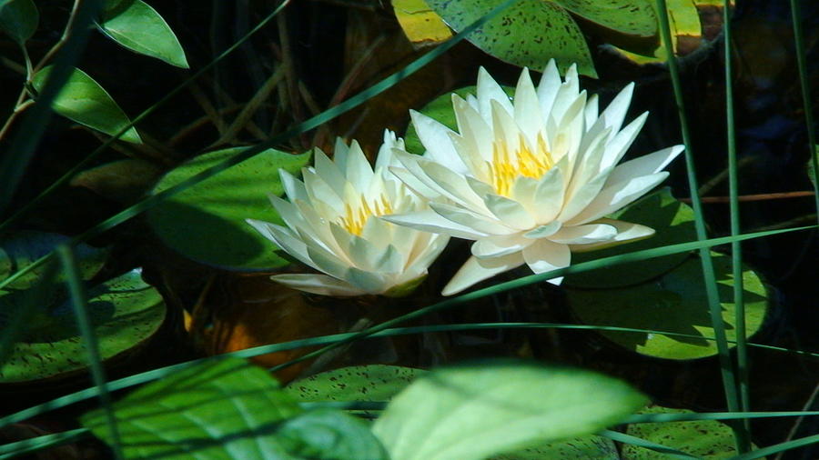 Two Waterlilies Photograph by Angela Annas