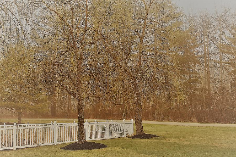 Two Weeping Willows Photograph By Jacy Holloway Pixels