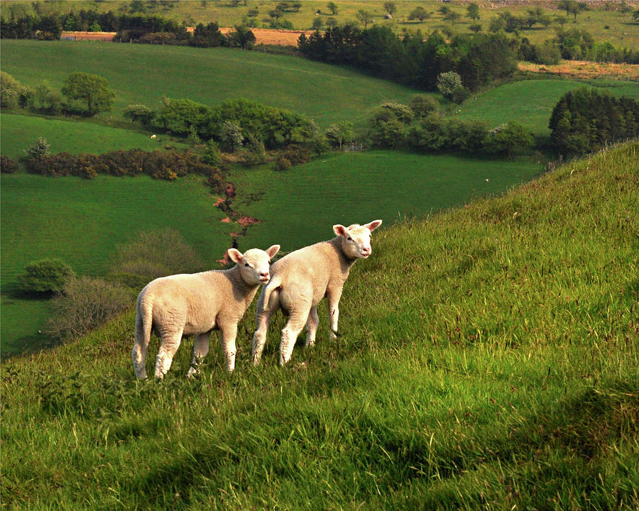Two Welsh Lambs Digital Art by Vicki Lea Eggen