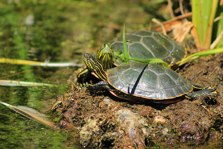 Two Western Painted Turtles Photograph by Robert Hamm - Fine Art America