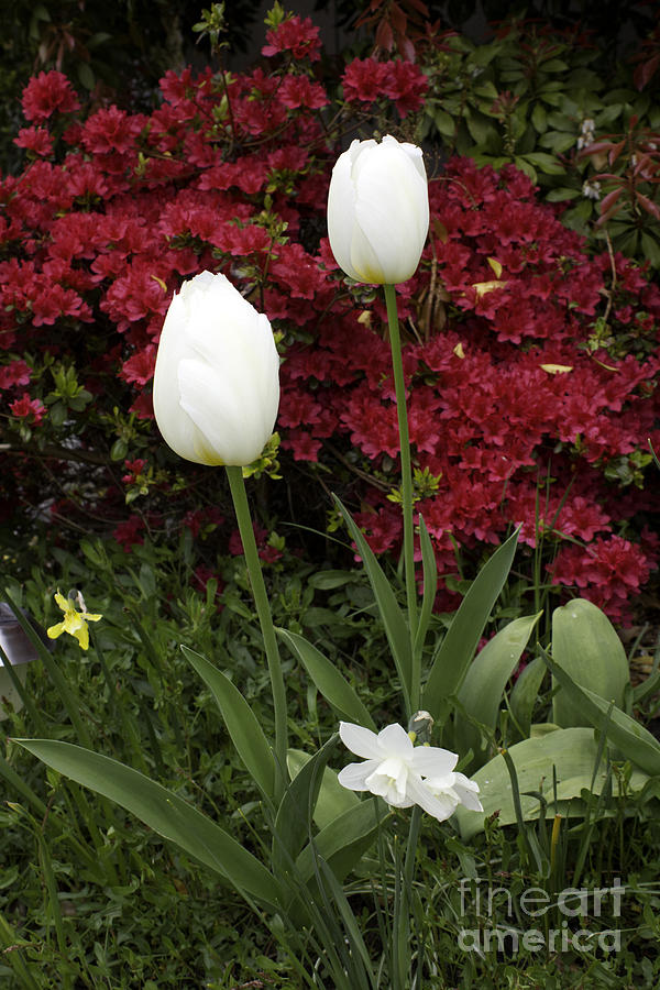 Two white bulb floral Photograph by Donna L Munro