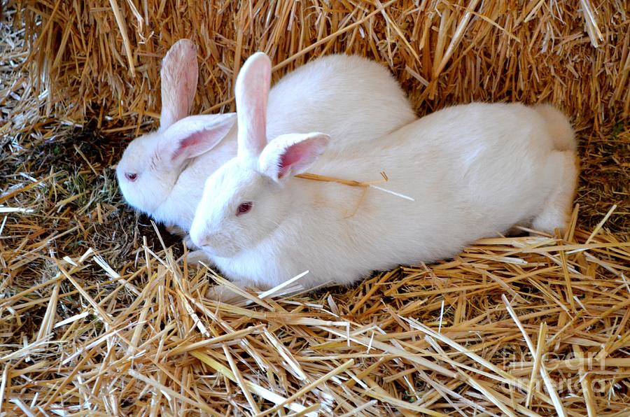 Two White Bunnies Photograph